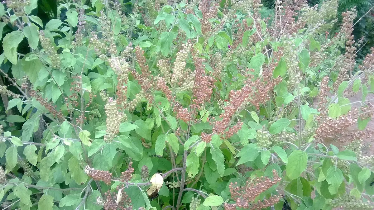 A bushy tulsi plant with small oval green leaves and many thin spikes of tiny reddish-purple flowers