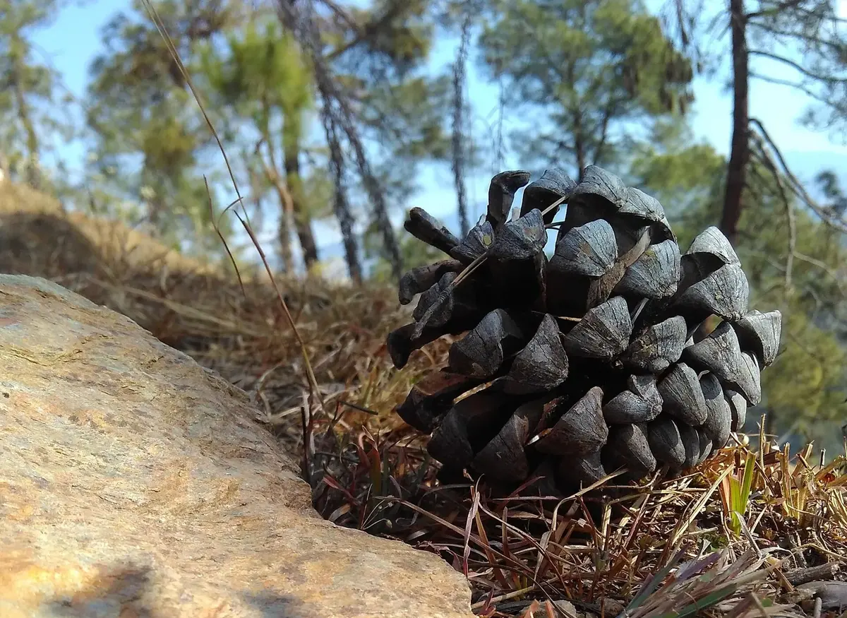 A large, woody, brown pine cone lying among pine needles on a hillside