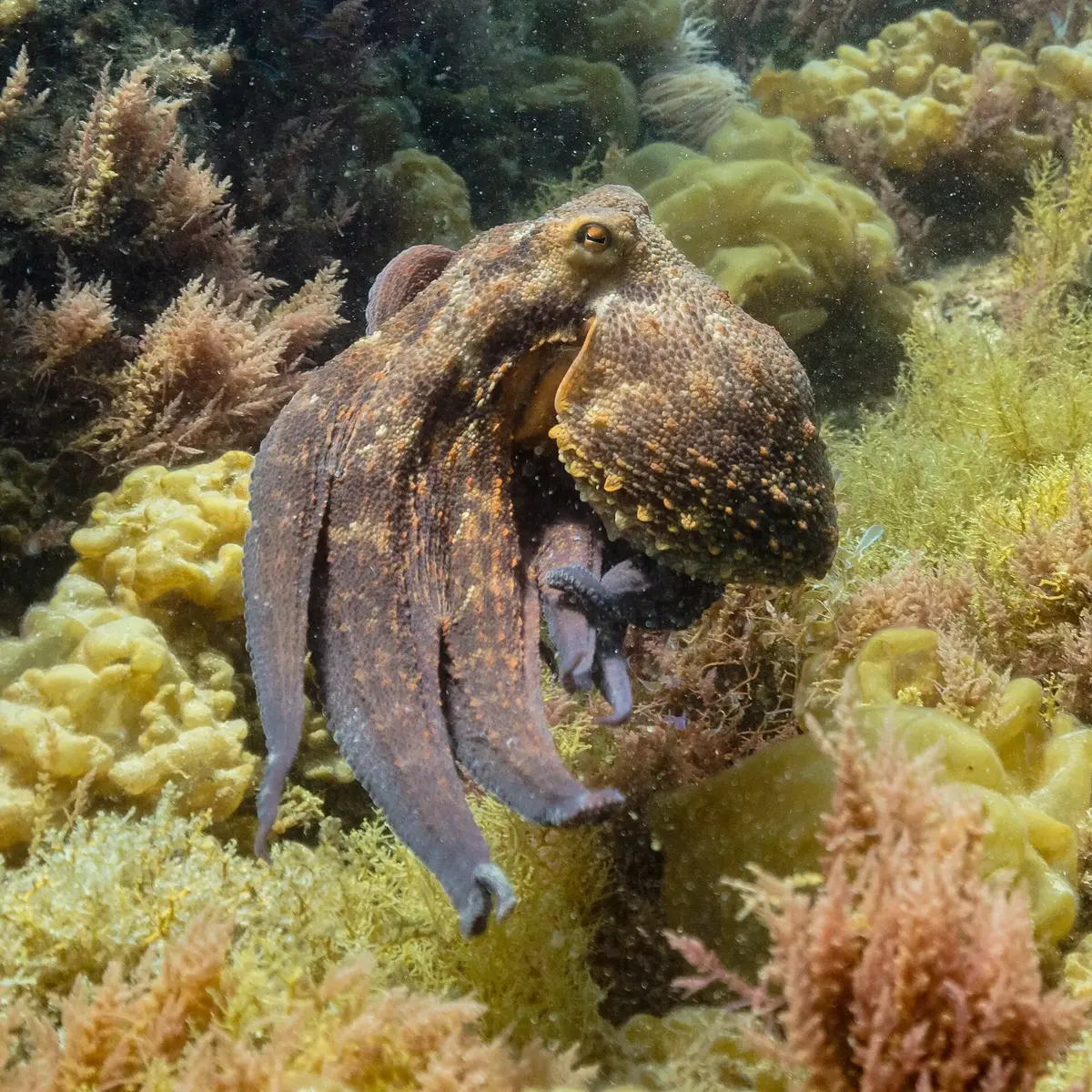 A brown octopus with curling arms resting among seaweed on the sea floor