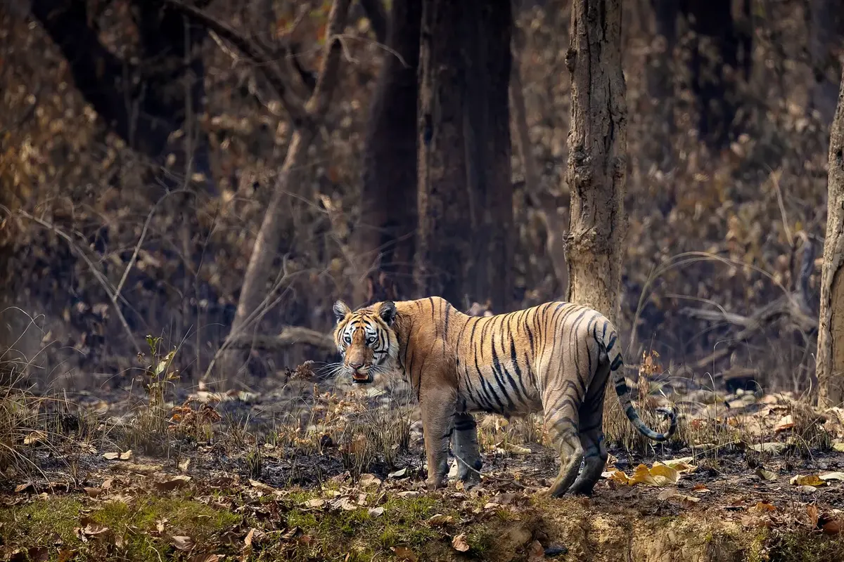 A Bengal tiger walking through grass and bushes, looking towards the camera