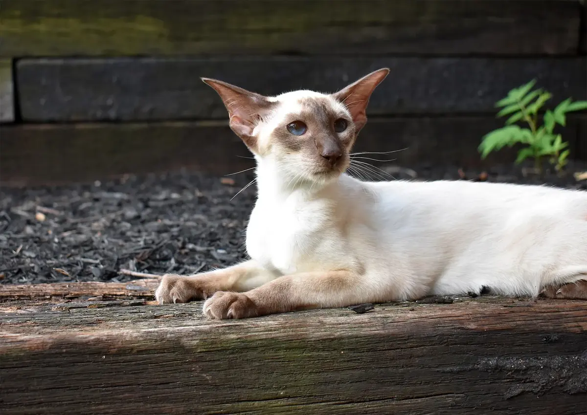 A cream-colored cat with dark brown ears, face and legs and blue eyes, lying on a wooden ledge
