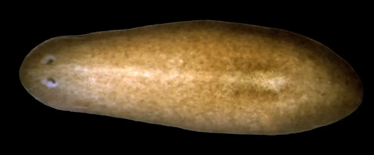 A flat, brown, leaf-shaped worm with two dark eye spots at its triangular head, on a black background