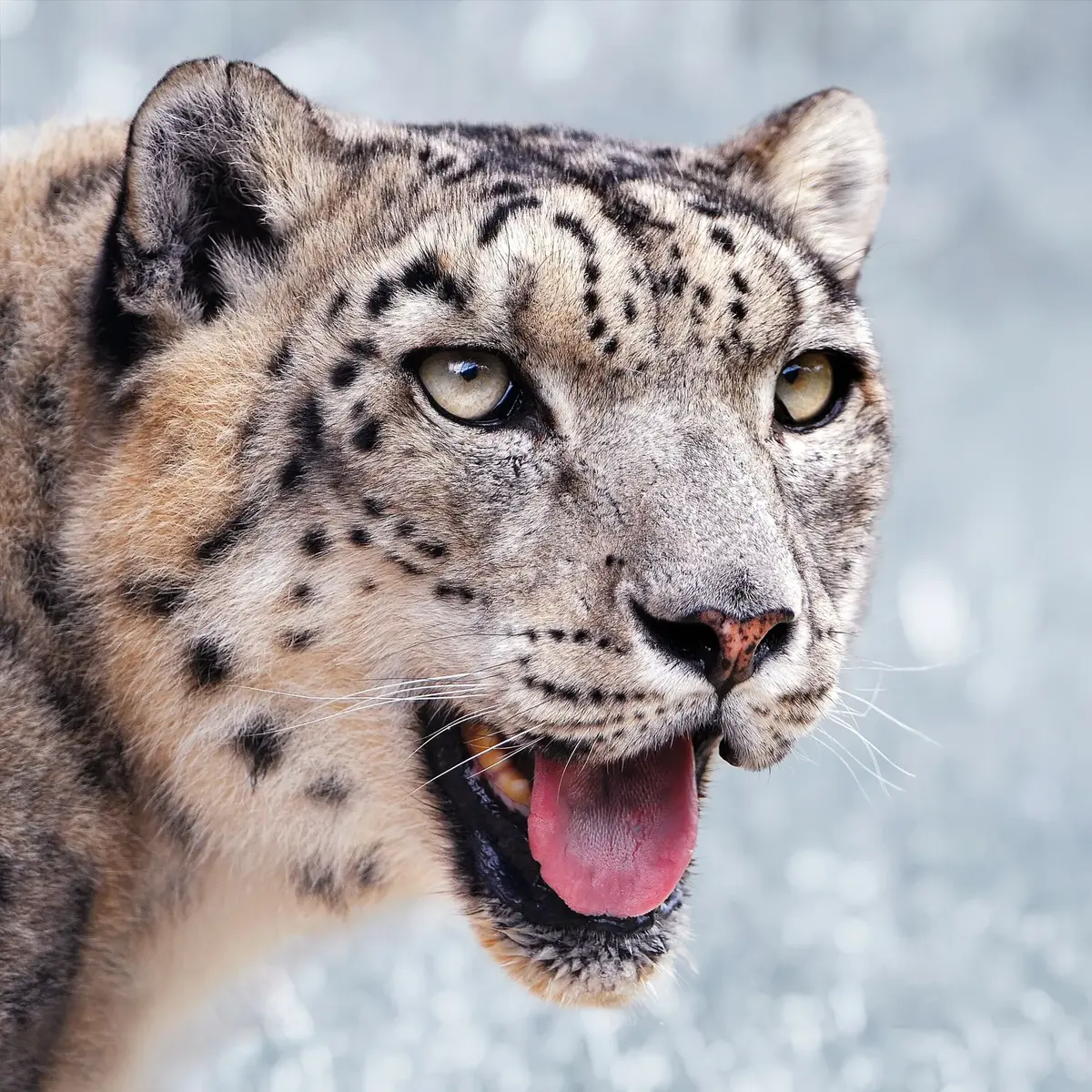 Close-up of a snow leopard's face with pale gray fur, dark rosettes and green-gray eyes