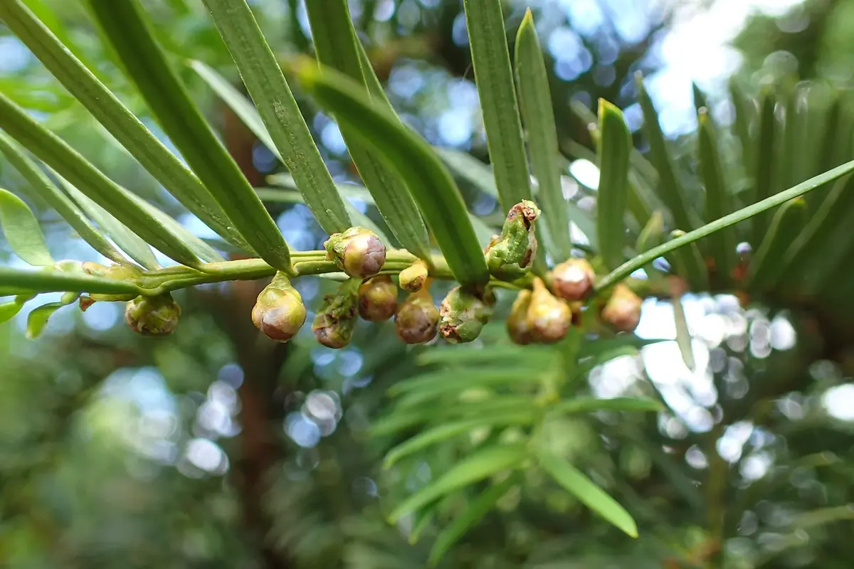 A branch of an evergreen tree with flat, narrow green needles and small round green and brown cones
