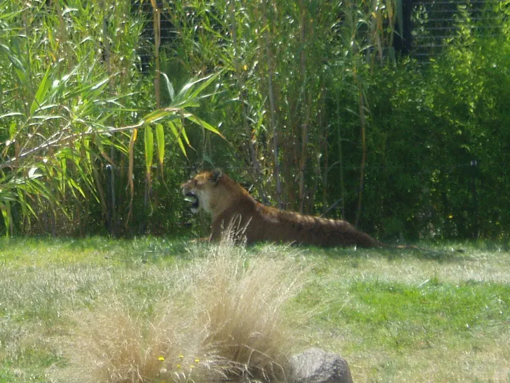 A large tawny cat with faint stripes lying in long grass