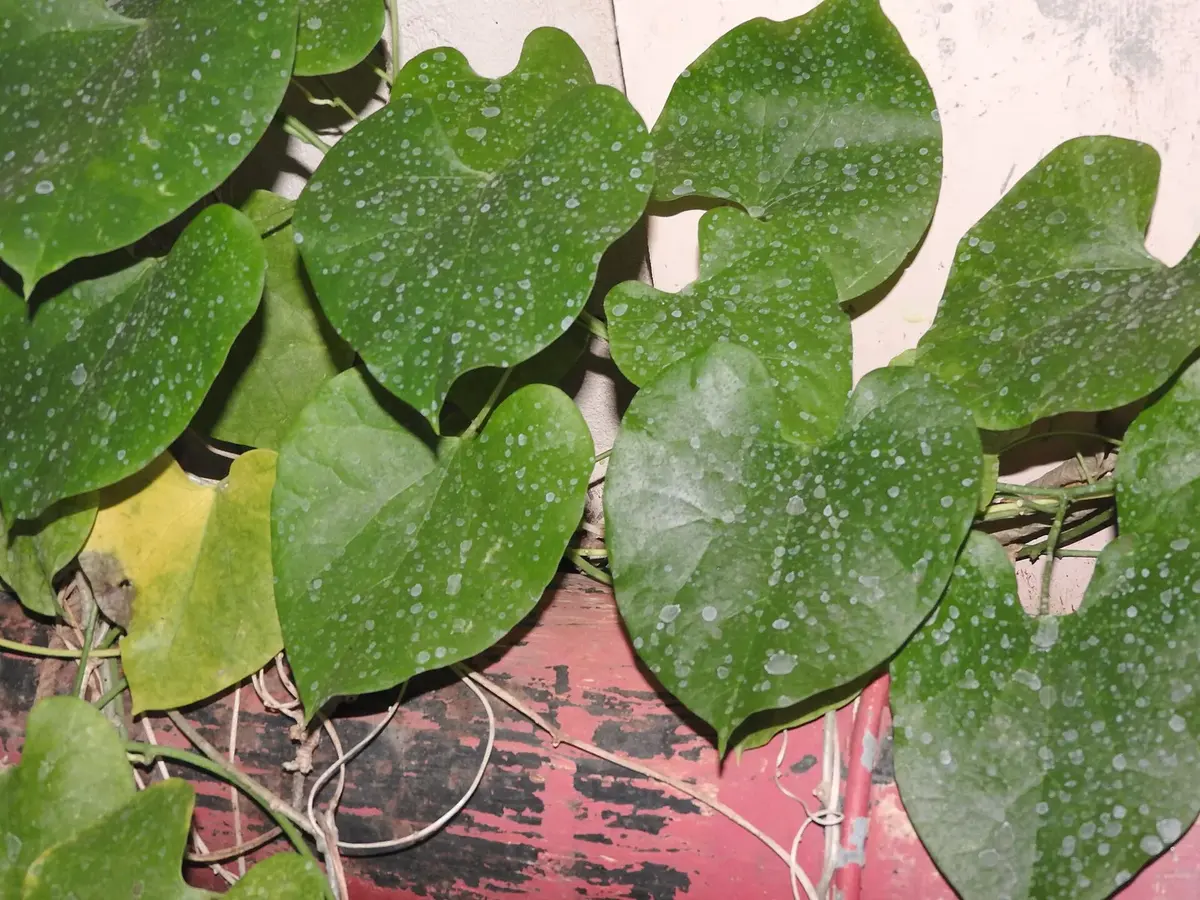 A climbing vine with heart-shaped green leaves on thin stems