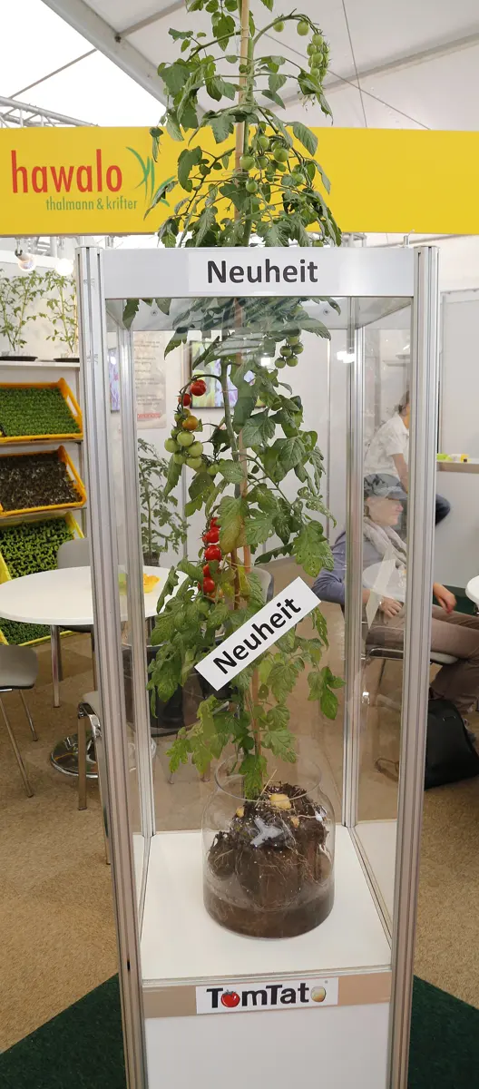 A tall tomato plant with red and green cherry tomatoes in a glass case; in the glass jar of soil at its foot, small potatoes show among the roots