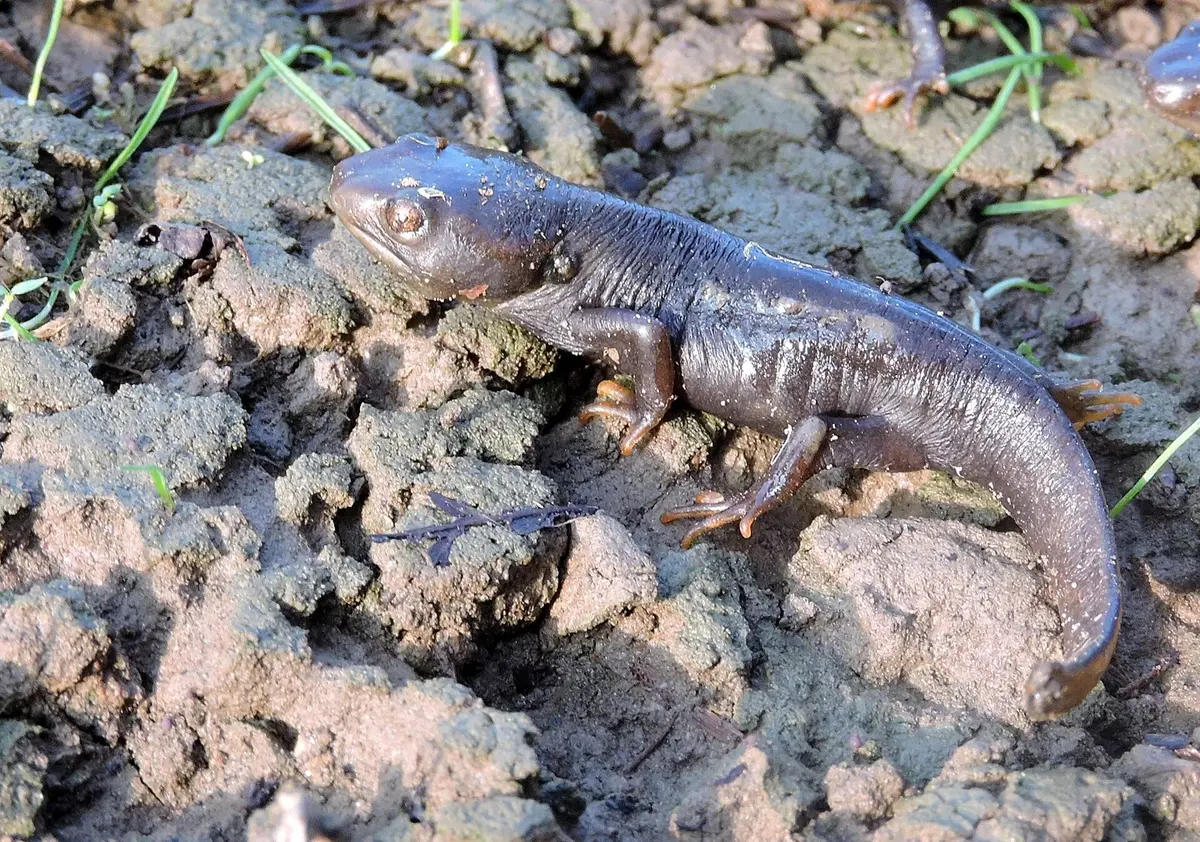 A dark brown newt with a row of knobbly orange-brown bumps along each side, on a muddy bank