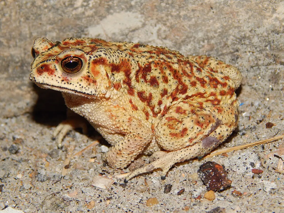 A yellowish-brown toad with dry, bumpy, spotted skin sitting on sandy ground