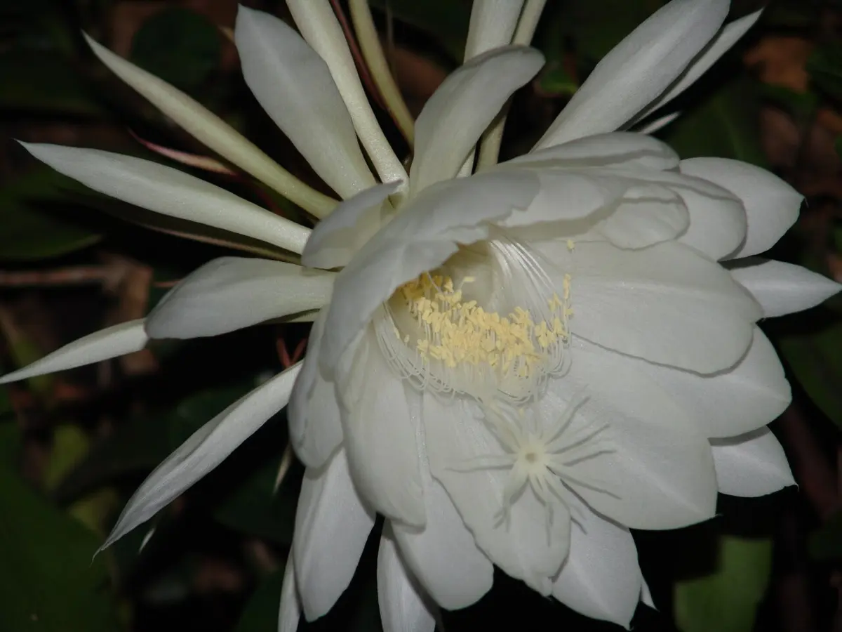 One large white flower with many petals and yellow stamens, open at night