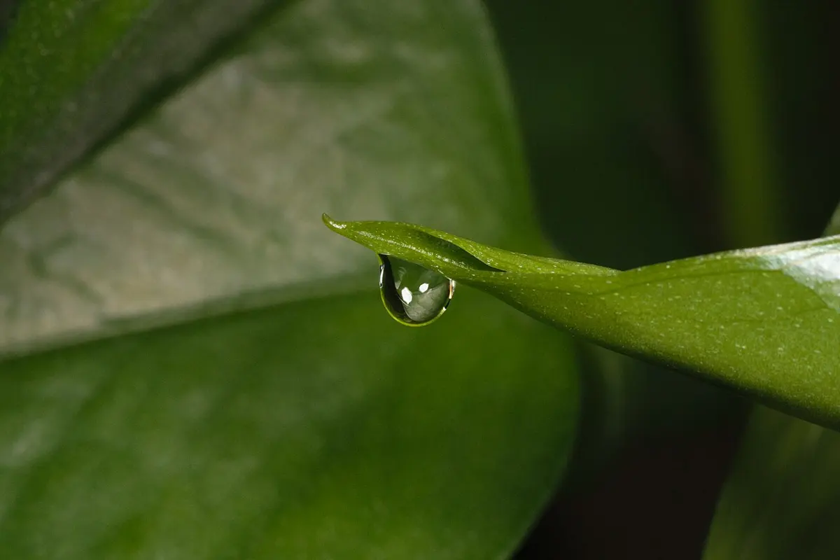 A heart-shaped green leaf with a drop of water hanging from its pointed tip