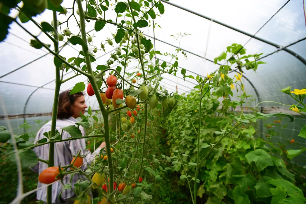Tall tomato plants with red and orange tomatoes inside a tunnel of clear plastic, with a woman picking them