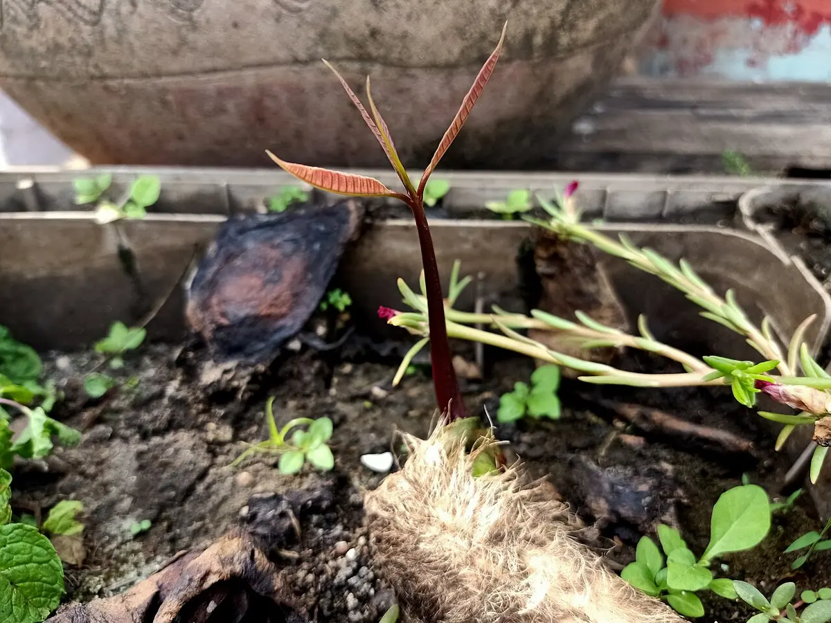 A mango stone in soil, with a young reddish shoot and leaves growing up out of it