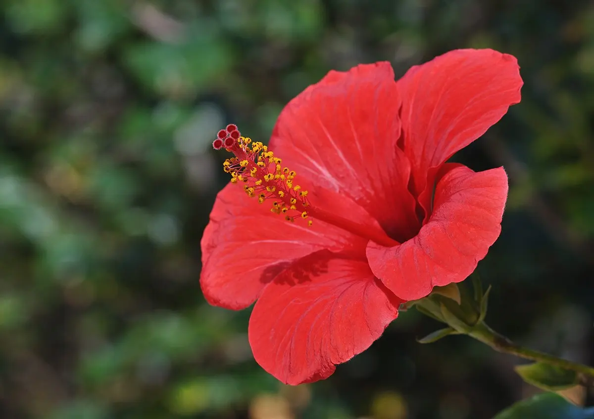 A large red hibiscus flower with a long red column sticking out of its center, covered with yellow pollen bags and ending in small red knobs