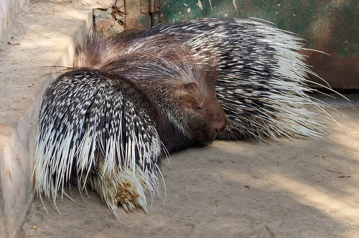 A porcupine with long black and white spines raised on its back