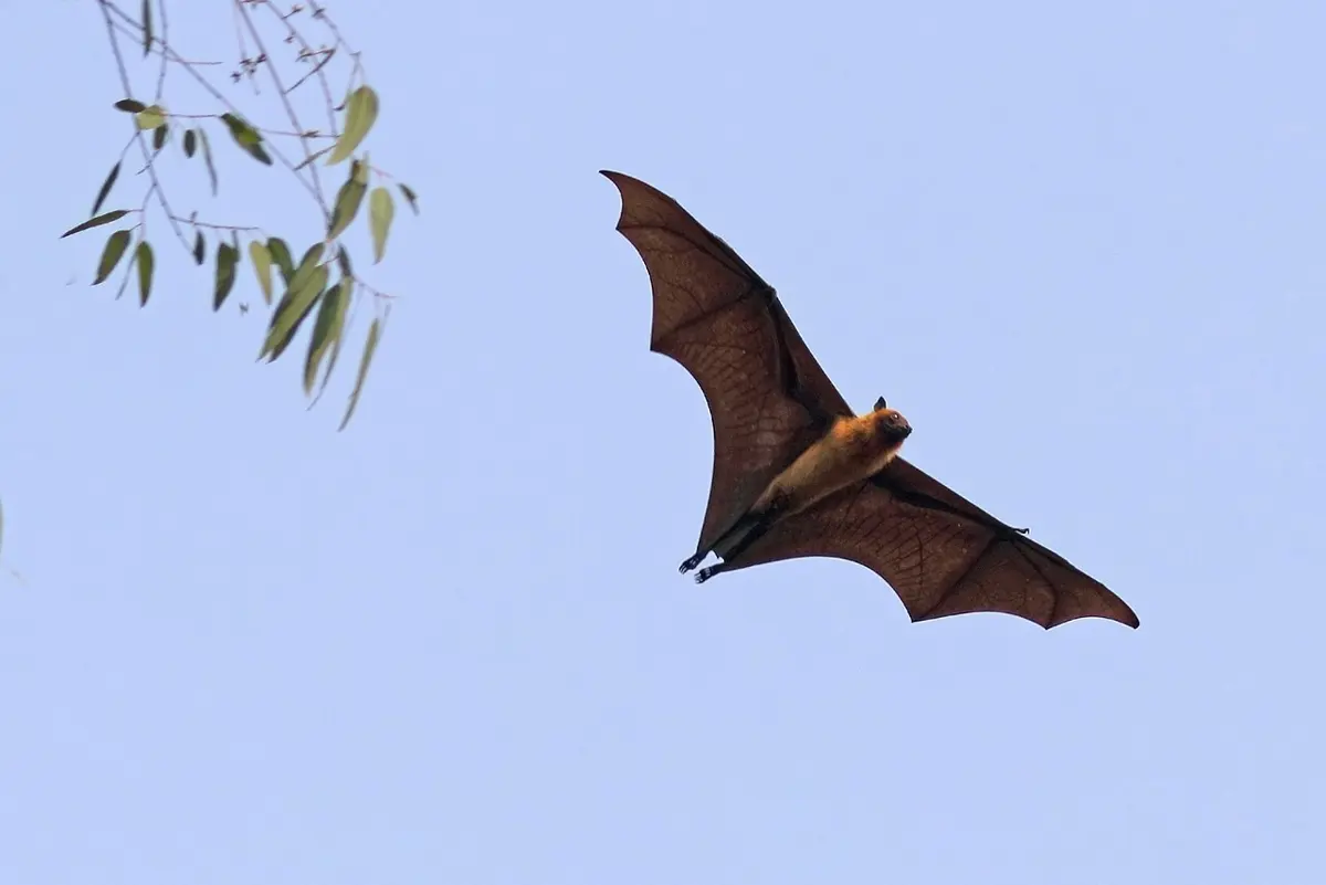 A large brown bat flying with its wide wings of thin skin spread out