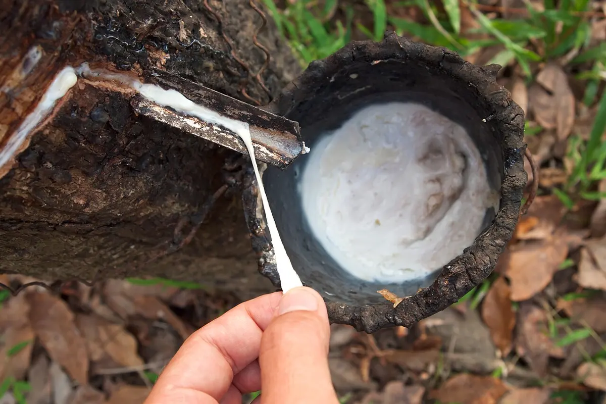 A slanting cut in the bark of a rubber tree; white latex runs along the cut into a cup tied to the trunk