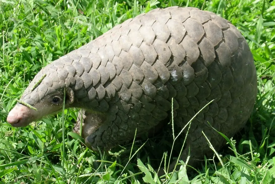 A pangolin covered in overlapping brown scales, curled on the ground