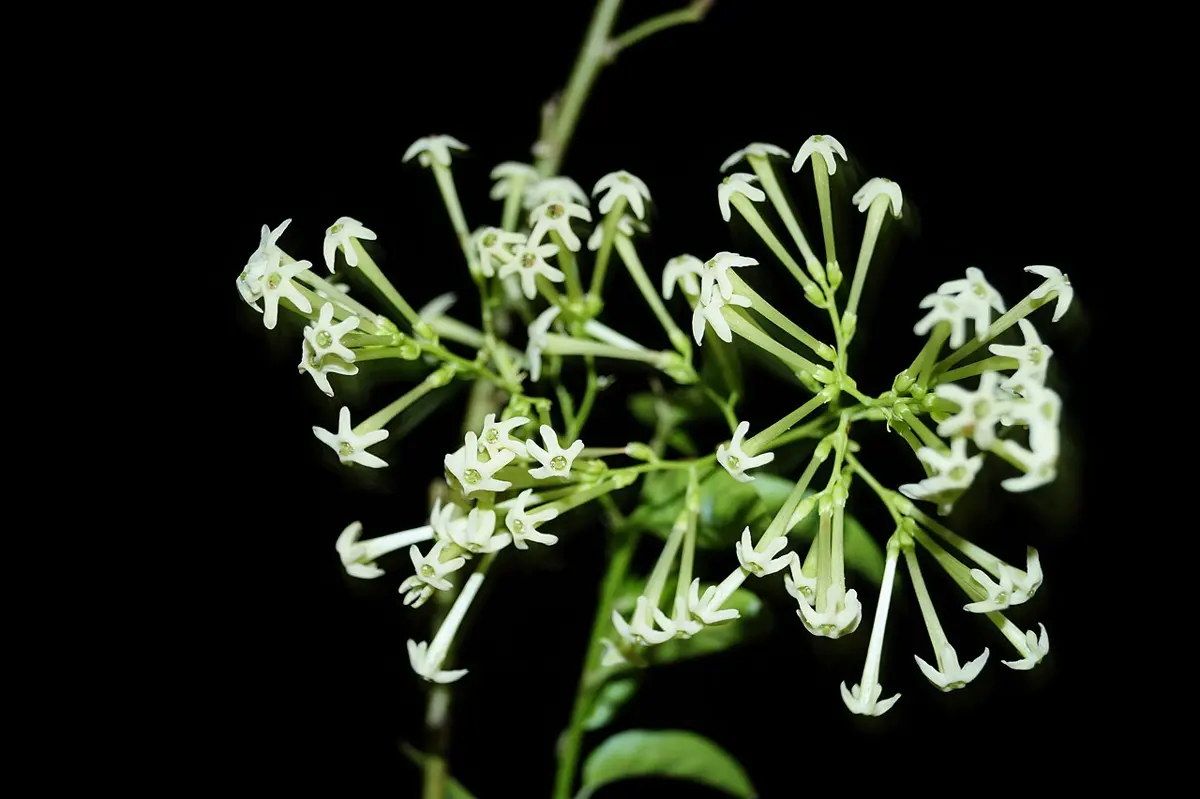 A bunch of small white star-shaped flowers on long thin tubes, against a dark background