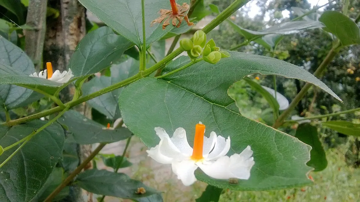 Small white flowers with orange centers among green leaves