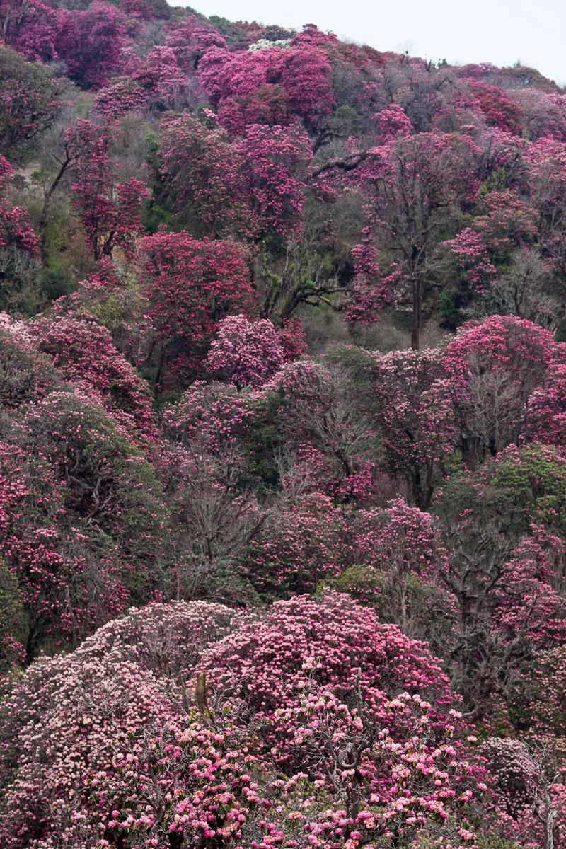 A forest of rhododendron trees covered in red flowers on a hillside
