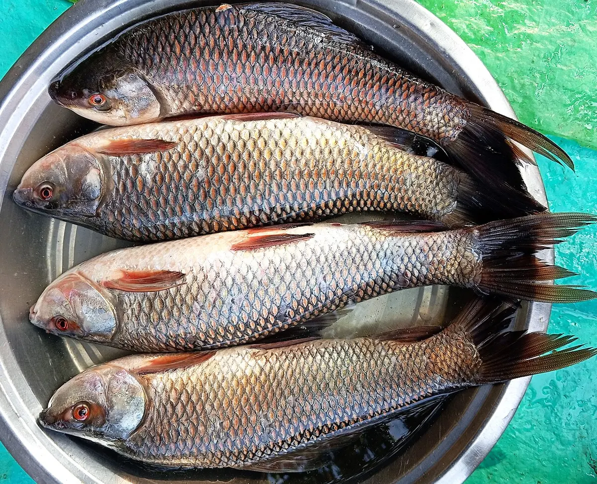 A silvery rohu fish lying on its side, with large scales and red-tinged fins