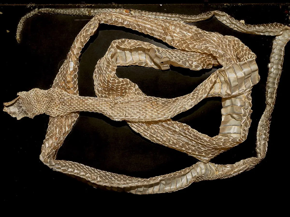 A whole papery snakeskin, pale and see-through, lying in loops with the pattern of every scale showing