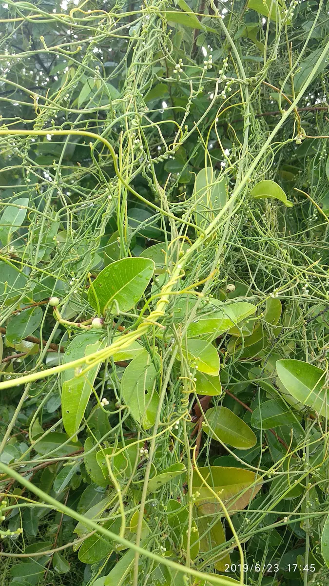 हरियो झाडीमाथि बाक्लो गरी बेरिएका, पात नभएका, पातला र फिक्का पहेँलो-हरियो डाँठ