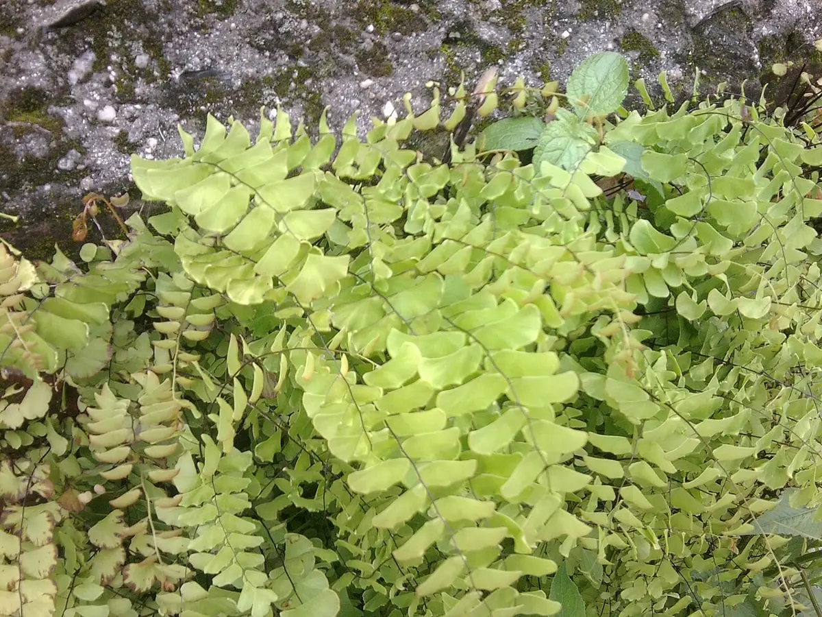ढुङ्गामाथि उम्रेको, प्वाँखजस्ता धेरै पात भएको हरियो उनिउँ