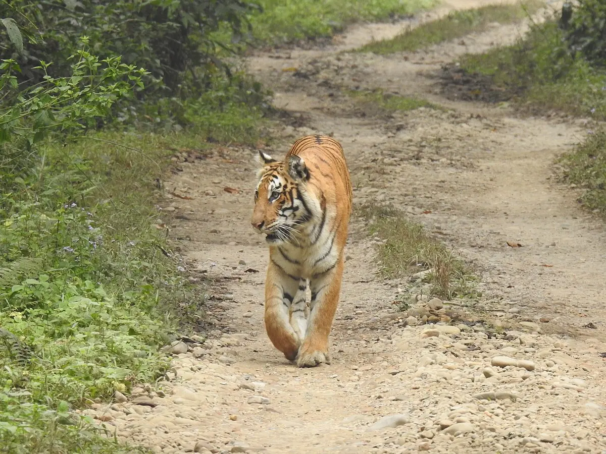 जङ्गलको धुलाम्मे बाटो हुँदै क्यामेरातिर हिँडिरहेको, सुन्तले र काला धर्का भएको बाघ