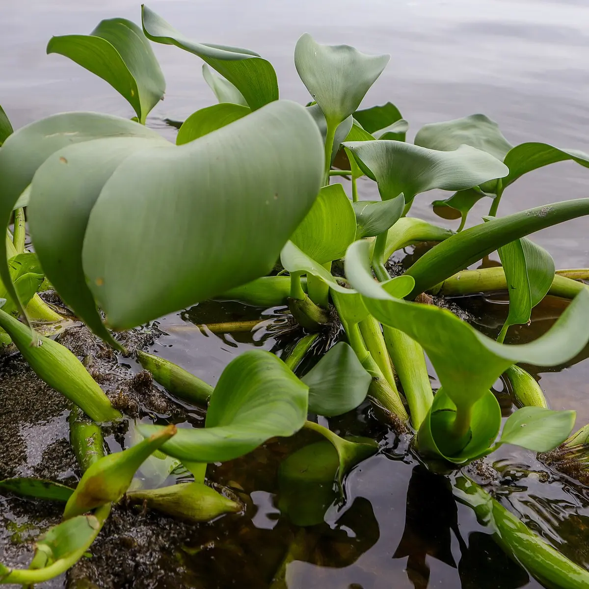 Water hyacinth plants floating on a pond, with round, shiny leaves on swollen stalks