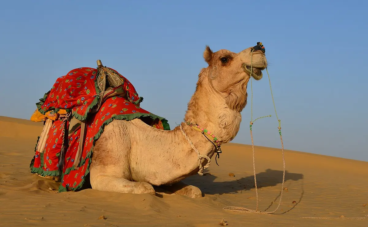A camel with one hump sitting on golden sand dunes, with a red saddle cloth on its back