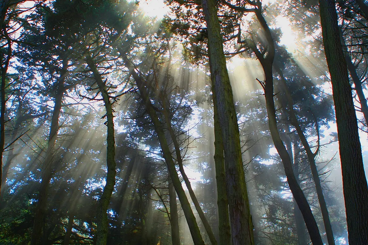 Straight, bright beams of sunlight slanting down between the tall trunks of a misty forest