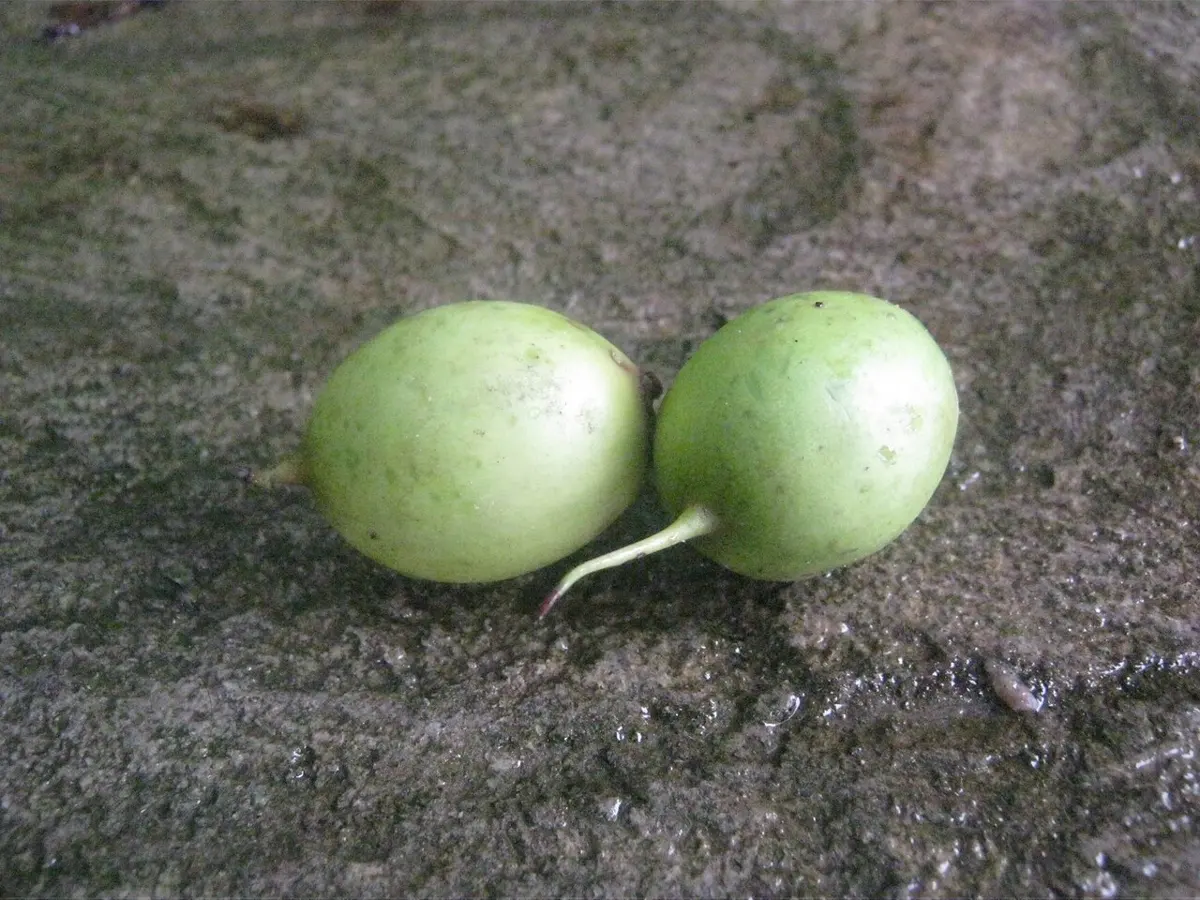 Two green, egg-shaped chiuri fruits lying on a stone.