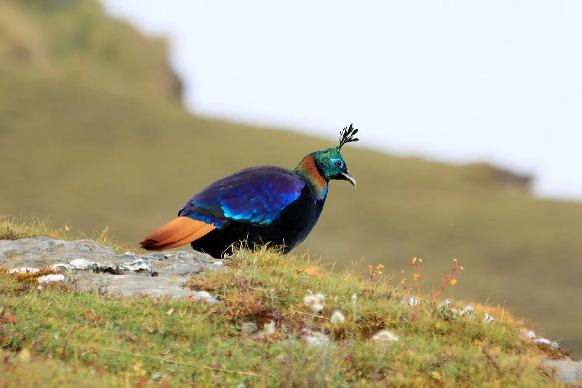 A male Himalayan monal standing on a grassy ridge, with shining blue, green and purple feathers, a copper-orange tail and a crest on its head
