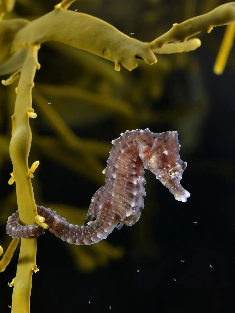 A small brown seahorse with a horse-like head, holding on to a seaweed stem with its curled tail