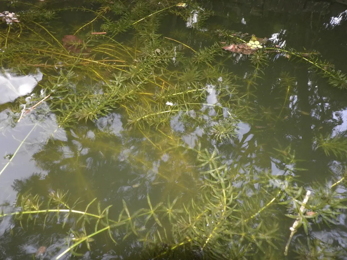 Thin green stems with tiny narrow leaves in rings, growing under the clear water of a pond