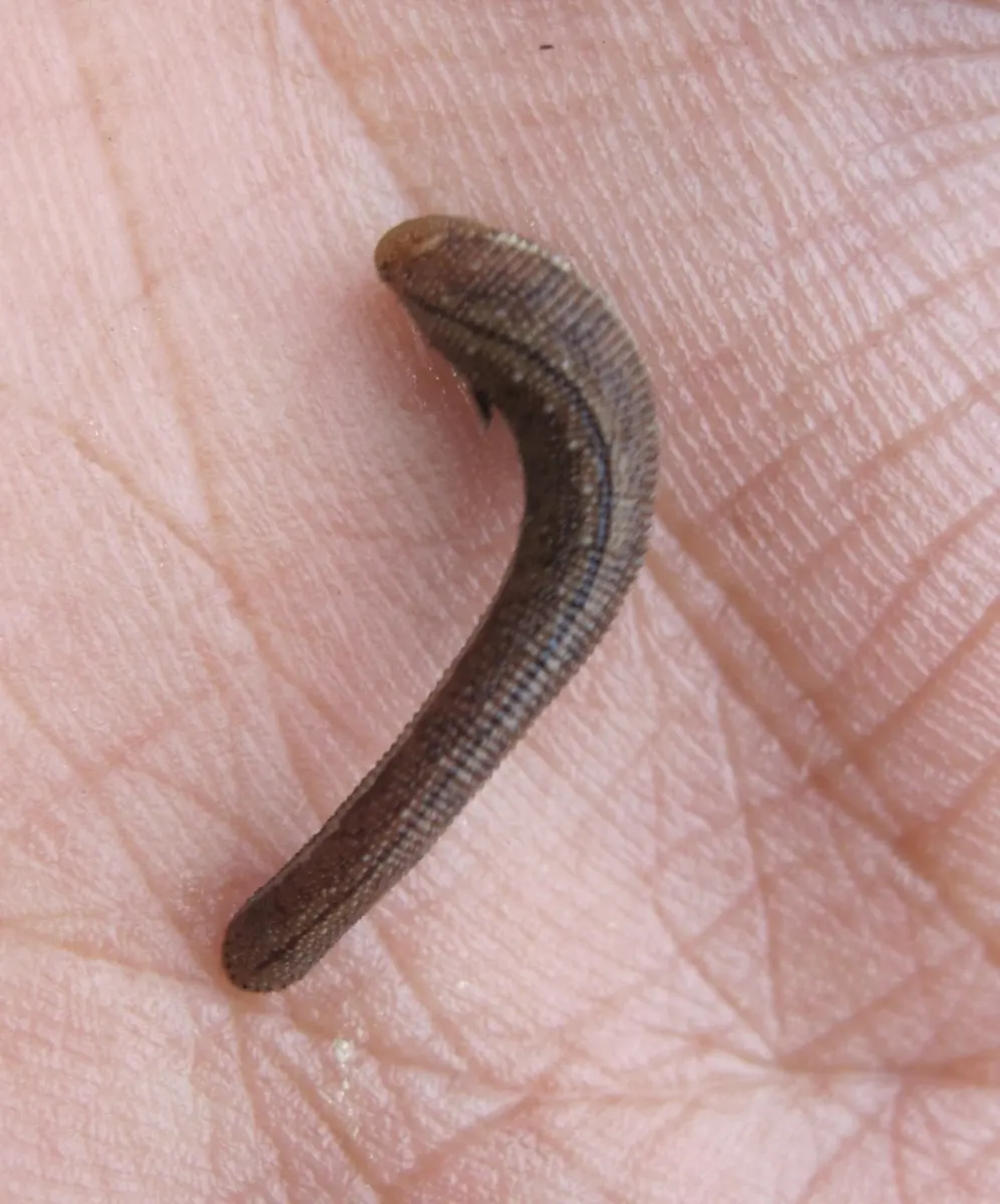 A dark brown leech on the palm of a person’s hand