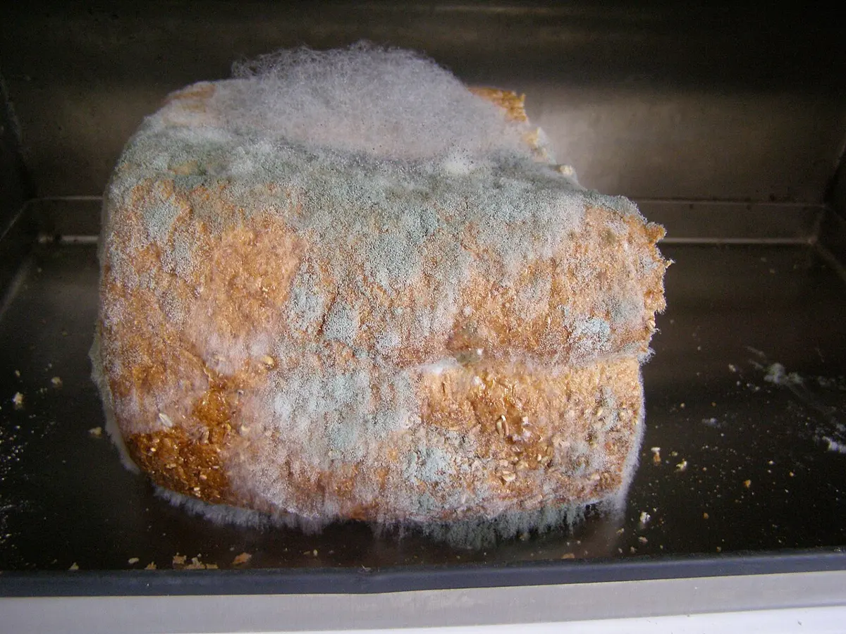 A slice of bread covered with fluffy white, gray-green and orange patches of mold