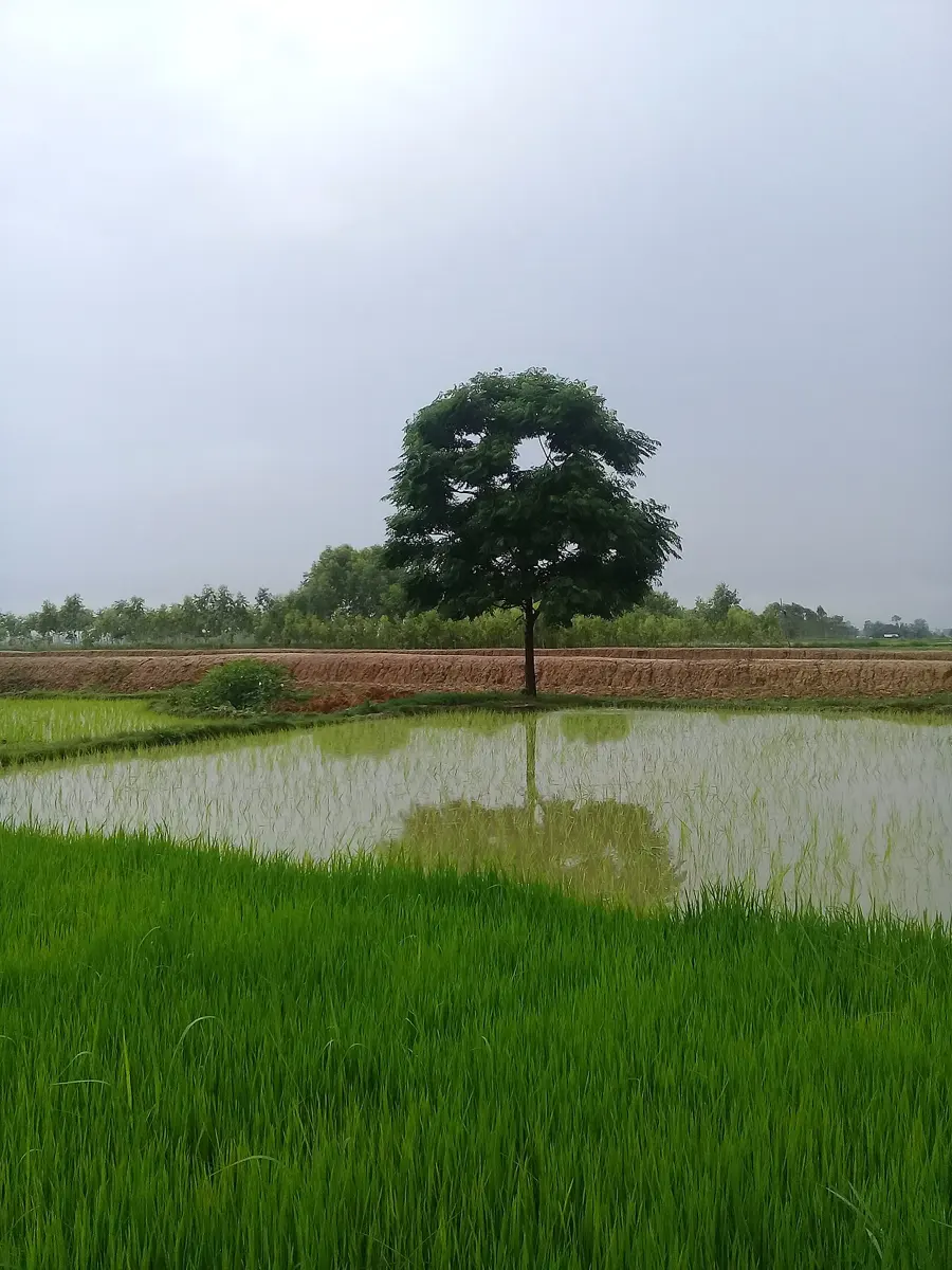 A wide green field of young rice plants with hills behind