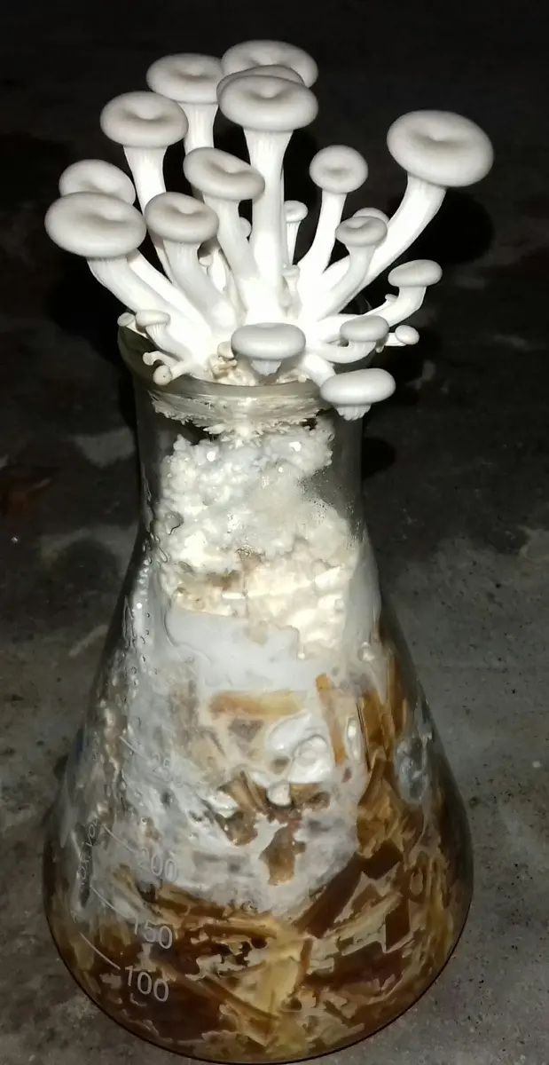 White mushrooms on long stalks growing out of the mouth of a glass flask filled with straw