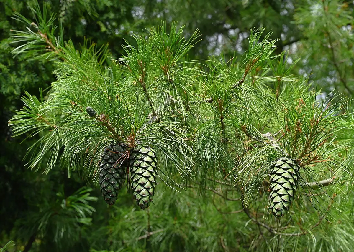 A branch of a pine tree with long, thin, soft needles and three green cones hanging from it