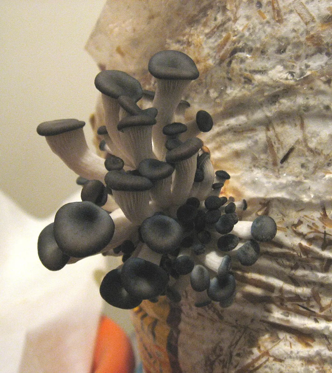 Clusters of pale oyster mushrooms bursting out of holes in a plastic bag filled with chopped straw