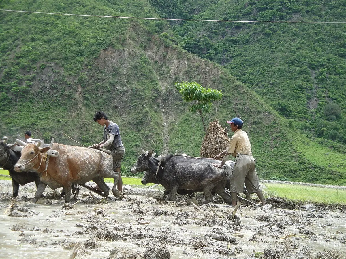 Two oxen pulling a wooden plow through a muddy field in Nepal, with a farmer walking behind