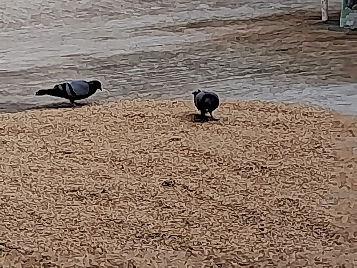 Two gray pigeons pecking at grain spread out on the ground to dry