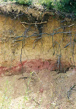 The side of a cut in the ground: grass and a thin dark layer at the top, pale brown soil with roots below it, then a red band and paler soil at the bottom