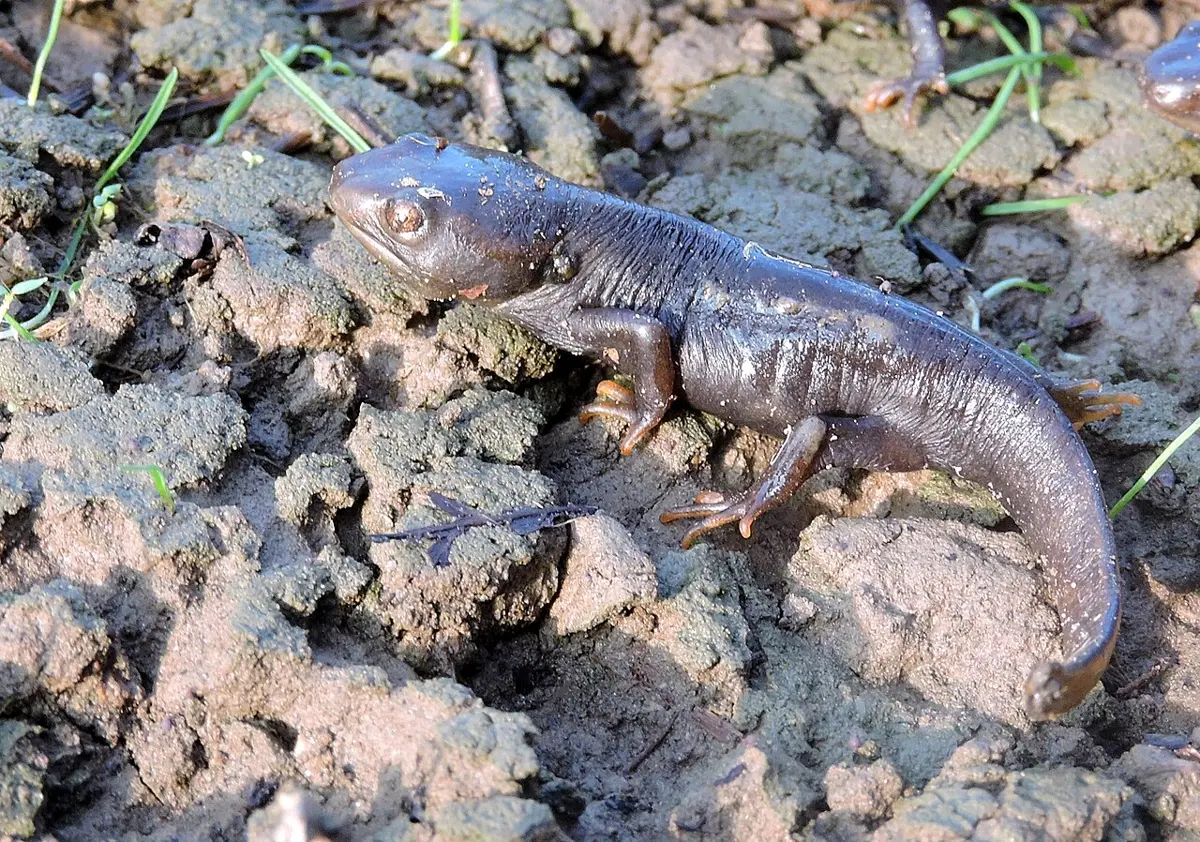 A dark brown newt with a broad head and orange toes, crawling on wet, cracked mud