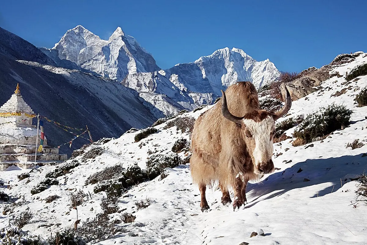 A yak with long, shaggy, pale brown hair standing on a snowy slope beside a white stupa, with snow mountains behind