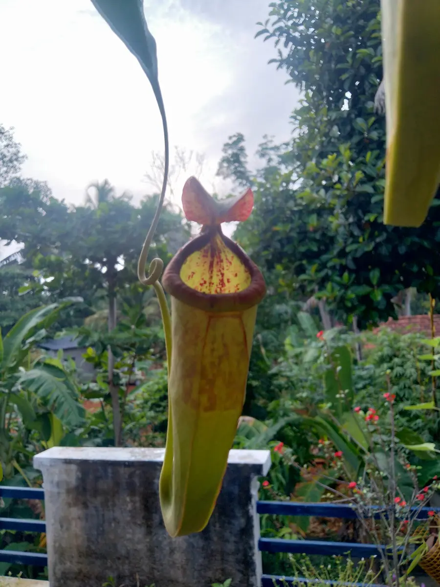 बिरुवाबाट झुन्डिएको, मुखमाथि ढक्कन भएको हरियो र रातो ढुङ्ग्रो आकारको पात