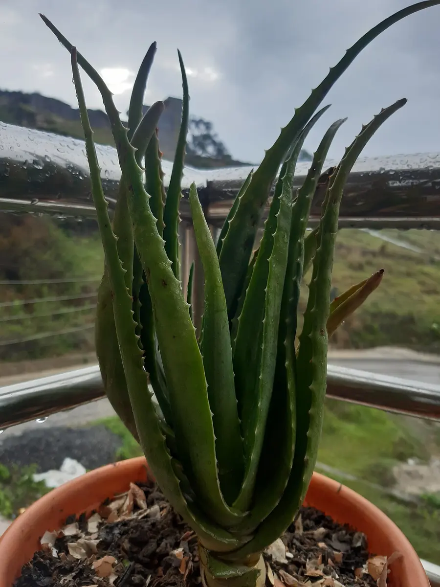 An aloe vera plant in a pot, with thick, fleshy, pointed leaves
